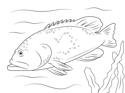 Bluespotted Grouper Coloring Page